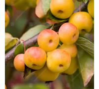 Malus 'Butterball' | Crab Apple | Ornamental Garden Tree | 5-6Ft