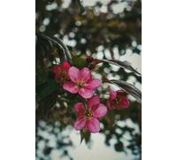 Malus Director Moerland Crab Apple Tree 5-6Ft Tall By Direct Plants