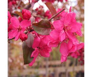 Malus 'Direktoer Moerland'|Improved Profusion Crab Apple|Ornamental Tree|5-6Ft