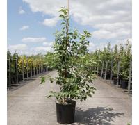 Malus Evereste Crab Apple Tree Award-Winning Ornamental & Fruiting Tree For Gardens Low Stem 24Cm Pot - Thompson & Morgan