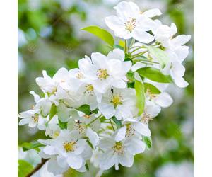 Malus 'Evereste' | Flowering Crab Apple Tree| Ornamental Tree | 5-6Ft