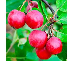 Malus 'Gorgeous' | Flowering Crab Apple Tree | Ornamental Tree | 5-6Ft