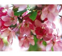 Malus Indian Magic Tree 6ft Tall Supplied in a 12 Litre Pot by Directplants Direct Plants Green One Size