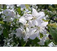 Malus John Downie Crab Apple Tree 120-150Cm Tall By Direct Plants