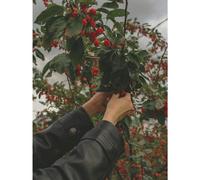 Malus Red Sentinel Crab Apple Tree 5-6ft Tall in a 7.5 Litre Pot | By Direct Plants