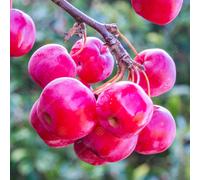 Malus 'Red Sentinel | Flowering Crab Apple Tree | Ornamental Tree | 5-6Ft