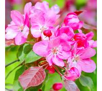 Malus X Moerlandsii 'Profusion' | Crab Apple | Ornamental Garden Tree | 5-6Ft