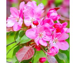 Malus X Moerlandsii 'Profusion' | Crab Apple | Ornamental Garden Tree | 5-6Ft