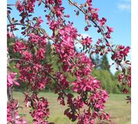 Malus X Purpurea 'Crimson Cascade' | Crab Apple Tree | Ornamental Tree | 5-6Ft