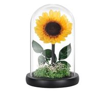 MAMAMIKO Preserved Sunflowers in Glass Dome - Eternal Real Flowers That Last 5 Years, Forever Flowers Gift for Women, Wife, Girlfriend, Graduation, Birthday, Anniversary