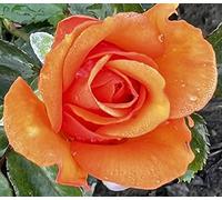 'Mamma Mia' - Hybrid Tea - Potted Rose