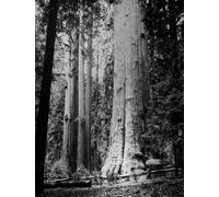 Man Ray: Trees + Flowers - Insects Animals
