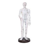 Man/Woman Meridians Model Chinese Medicine 52CM/40CM Human Body Acupuncture Model Teaching Medical Education Appliances(White Man 52CM)