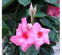 Mandevilla Pink Exotic Patio Plug Plant