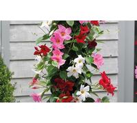 Mandevilla Sanderi Plants: Red/One