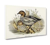 Maned Goose By Elizabeth Gould Canvas Print | Gallery Wrapped 30mm Frame Wall Art | 24x16 inches | Ready to Hang | Retro Bird Picture | Living Room Bedroom Lounge Office