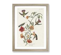 Mango Hummingbirds By John James Audubon Vintage Framed Print | A4 Oak Framed Wall Art | Ready to Hang | Classic Nature Picture | Living Room Bedroom Lounge Office