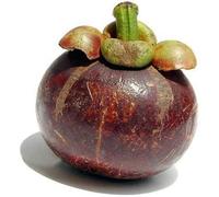 Mangosteen X100 - Exotic fruit - Fresh from Thailand