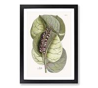 Mangrove Grape-Tree & Butterfly by Mark Catesby Framed Print | A2 Black Framed Wall Art | Ready to Hang | Modern Floral Picture | Living Room Bedroom Lounge Office