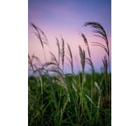 Manifest Miracles: A simple, practical, and powerful guide to manifesting the life you dream of