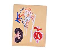 Maniquine 1pc Biological Experiment Equipment Human Body Makeup Premium Composite Materials Maniquin/2458