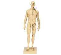 Mannequin Resin Human Muscle Model Detailed Anatomical Sketching Teaching Tool for Artists Medical Students 11.6 Inch Desktop Display