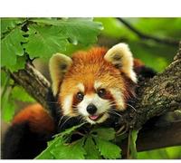 mantianhome Embroidery Cross Stitch kit, Popular Pattern Printing Cross Stitch kit, Animal red Panda, Beginner 11CT DIY Advanced Handmade Embroidery kit-Friendly Hand-Painted Wall Painting - 40x50cm