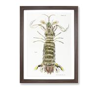 Mantis Shrimp By J.E. De Kay Vintage Framed Print | A2 Walnut Framed Wall Art | Ready to Hang | Classic Nature Picture | Living Room Bedroom Lounge Office