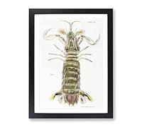 Mantis Shrimp By J.E. De Kay Vintage Framed Wall Art Print, Ready to Hang Picture for Living Room Bedroom Home Office Décor, Black A2 (64 x 46 cm)