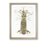 Mantis Shrimp By J.E. De Kay Vintage Framed Wall Art Print, Ready to Hang Picture for Living Room Bedroom Home Office Décor, Oak A4 (34 x 25 cm)