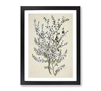 Manuka Flowers By Sarah Featon Vintage Framed Wall Art Print, Ready to Hang Picture for Living Room Bedroom Home Office Décor, Black A4 (34 x 25 cm)