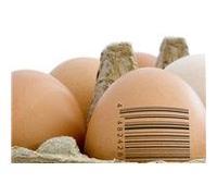 Many Ways For Cooking Eggs