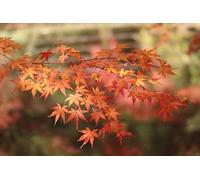 Maple leaves-500-Piece Puzzle Challenge Wooden Home Decor - A Gift for the Whole Family (14+)