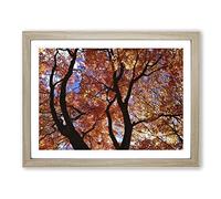 Maple Tree Leaf Autumn 2 Modern Framed Wall Art Print, Ready to Hang Picture for Living Room Bedroom Home Office Décor, Oak A2 (64 x 46 cm)