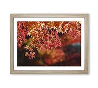 Maple Tree Leaf Modern Framed Wall Art Print, Ready to Hang Picture for Living Room Bedroom Home Office Décor, Oak A2 (64 x 46 cm)