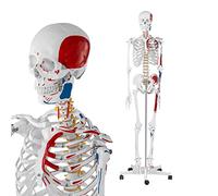 Maquette Du Squelette Humain 170CM Human Skeleton Model Muscle Coloring with Half Edge Starting And Ending Points of Mus
