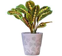 Maranta Fascinator Tricolour Prayer Plant, Potted Houseplant, The Perfect House Plant Delivered Next Day Ideal for Home or Office (20-30cm Approx.)