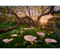 Heye Calla Clearing Jigsaw Puzzle (1000 Pieces)