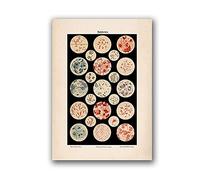 marca generica Microbiology Bacteria Microbe Art Print Medicine Poster Science Wall Art Canvas Painting Picture Biology Study Vintage Decoration Unframed-30x40cm