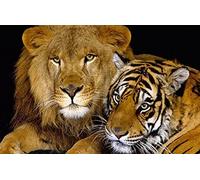 marca generica Modern Animal Art Posters and Prints Wall Art Canvas Painting Lion and Tiger Picture for Living Room Home Decoration Unframed-30x45cm