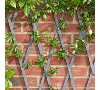 Marco Paul 1.8M Heavy Duty Expanding Wooden Trellis - Green in Grey Marco Paul Grey