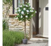 Marco Paul 120cm Artificial Rose Plant White Fake Flowers in Pot in Green Marco Paul Green