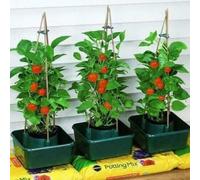 Marco Paul 3pc Tomato Plant Pots With Tomato Feed Plant Supports Greenhouses in Green Marco Paul Green