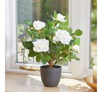 Marco Paul 40Cm Artificial Rose Plant White In Plant Pot