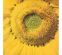 Marcos Valle - Girassol [7" VINYL]