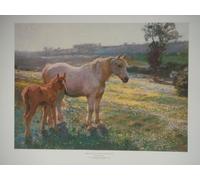 Mare and Foal in a field of Buttercups Print By Alfred Munnings - measures 54cms by 65cms