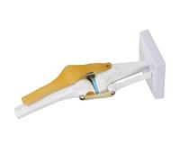 Marhynchus Knee Joint Model for Human Skeleton Anatomy Study with Ligament Model - Ideal for Hobbyists