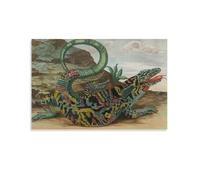 Maria Sibylla Merian - Lizard from Poster Painting On Canvas Wall Art Poster Scroll Picture Print Walls Decor Home Posters 08x12inch(20x30cm)