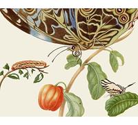 Maria Sibylla Merians Schmetterlinge - Gästebuch