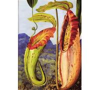 Marianne North photo A4 nepenthes northiana 1876